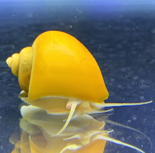 Gold Snails