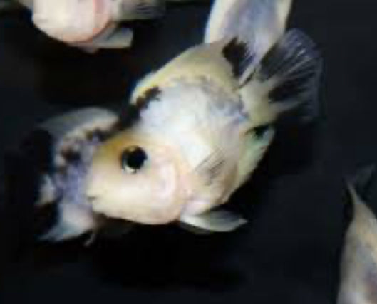 B&W Panda Parrot 3”-4”