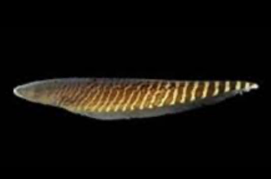 Banded Knifefish (Gymnotus Carapo) 3"