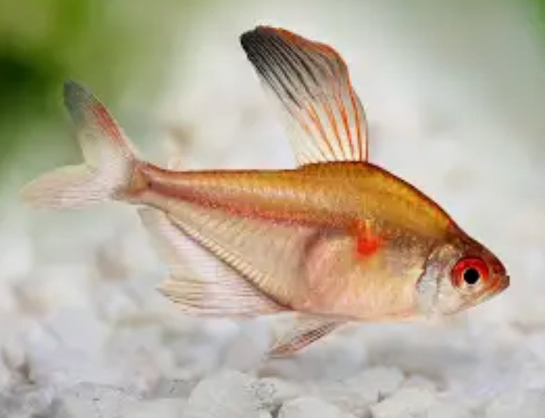 Bleeding Heart Tetra