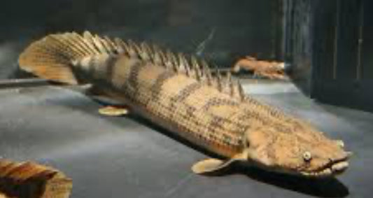 Endlicheri Bichir (Polypterus endlicheri)