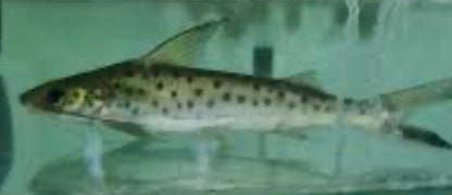 Lince Catfish (Platynematichthys Notatus) 5"-7"