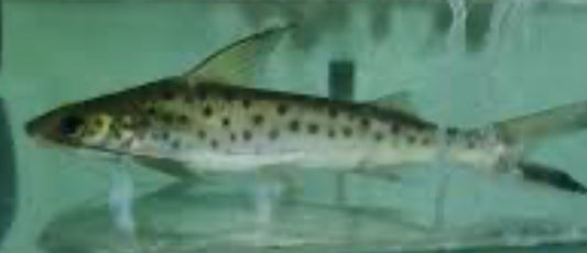 Lince Catfish (Platynematichthys Notatus) 5"-7"