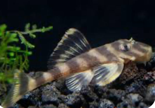 L168 BUTTERFLY PLECO (DEKEYSERIA PICTA)