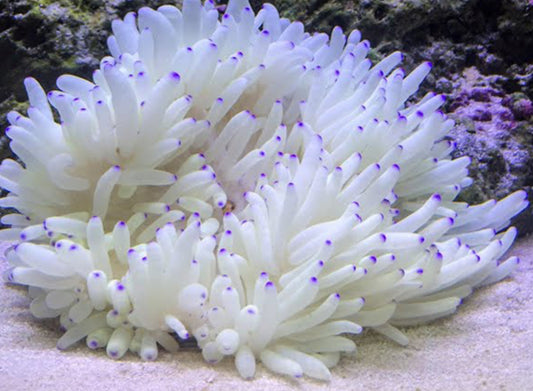 Purple Tip Sebae Anemone-ML