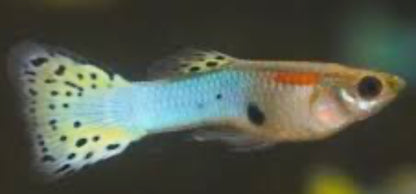 Pick Your Guppy