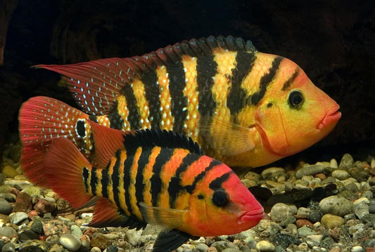 Red Festae Cichlid (RED TERROR)
