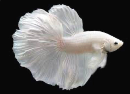 White Pearl Show Betta male