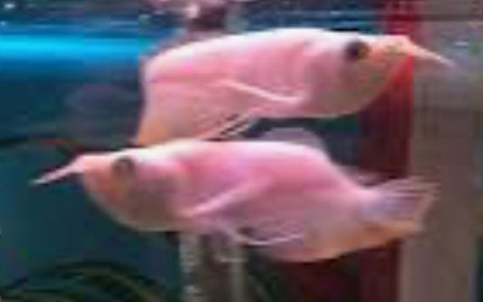 LEUCISTIC SILVER AROWANA 4"-6"