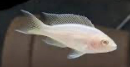 Neolamprologus brichardi Albino 1"-2"