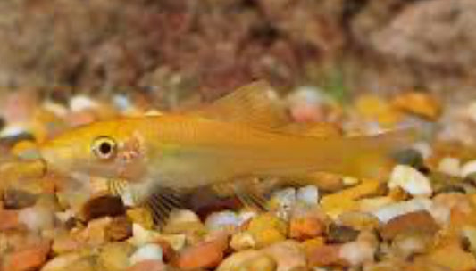 Gold Algae Eater
