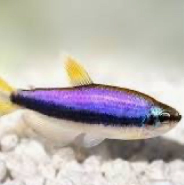 Blue Emperor / Super Blue Kerri Tetra (Inpaichthys kerri)