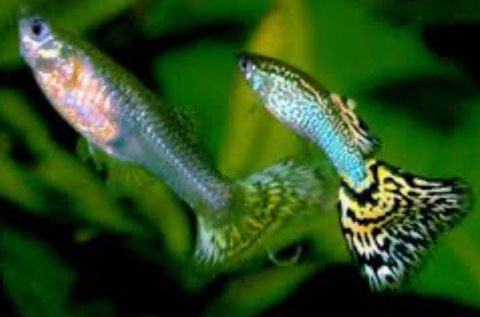 Pick Your Guppy