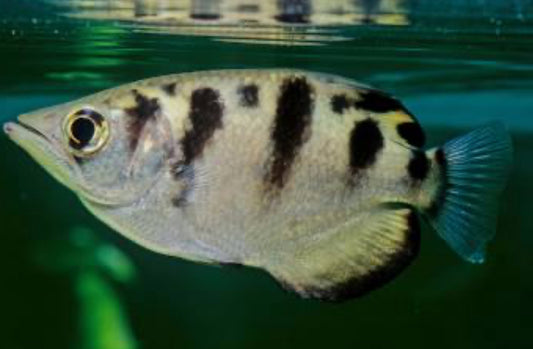 Archer Fish 2"+