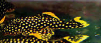 L018 Gold Nugget Pleco (Baryancistrus Xanthellus)