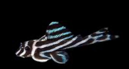 True Zebra Pleco – (Hypancistrus zebra L046)