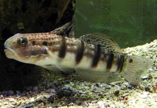 Bullet Head Goby-MDL