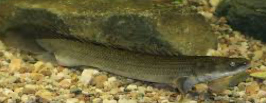 Palmas Bichir (Polypterus palmas)