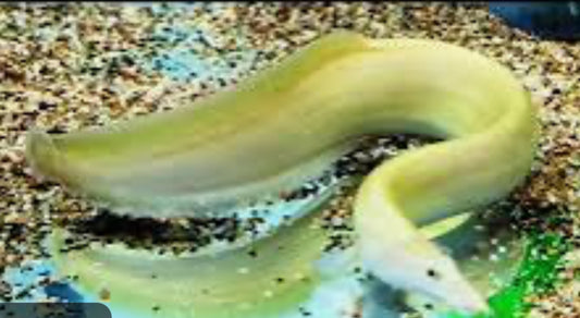 Xanthic Fire Eel (Mastacembelus Erythrotaenia) 14"