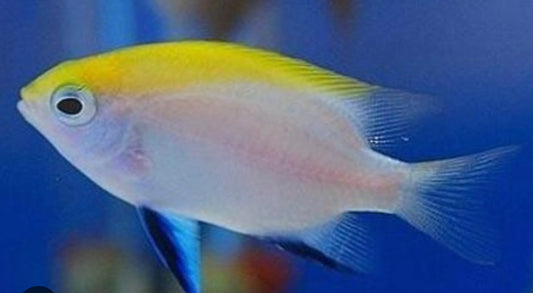 Blue Fin Cloudy Damsel-MDL