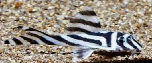 True Zebra Pleco – (Hypancistrus zebra L046)
