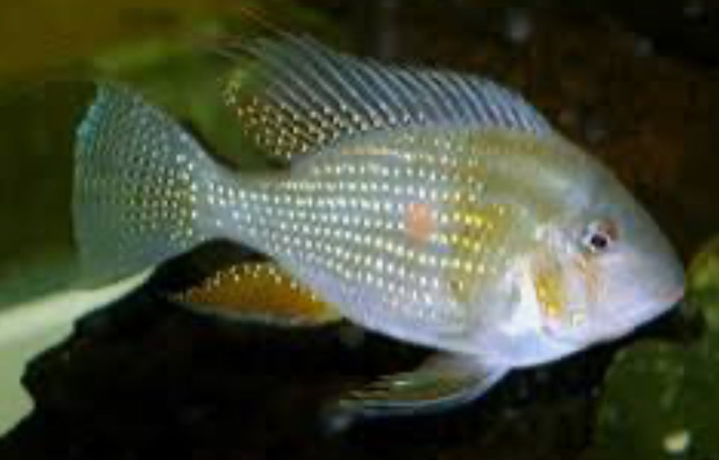 Acarichthys heckelii  Threadfin Acara 3"-4"