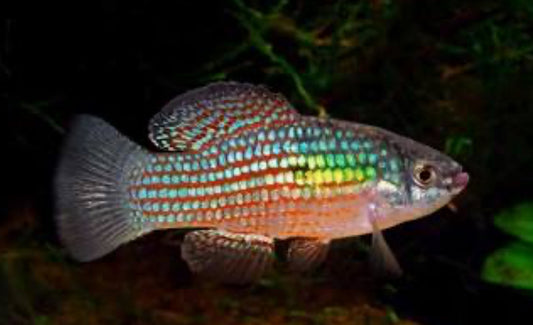 American Flag Fish