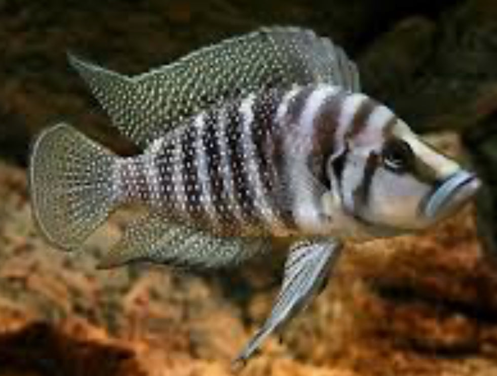 Altolamprologus calvus (Black Calvus)