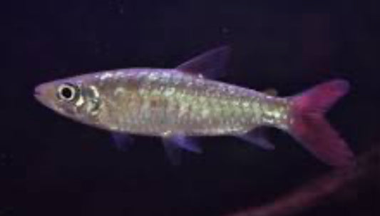 Red Tail Chalseus 5.5”-6”