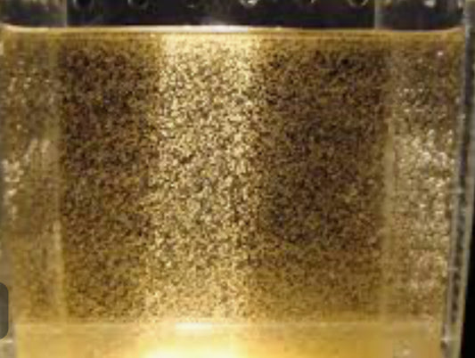 Live Brine Shrimp