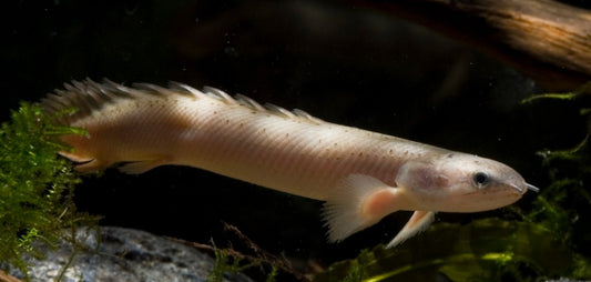 POLYPTERUS SENEGALUS 4”-5”