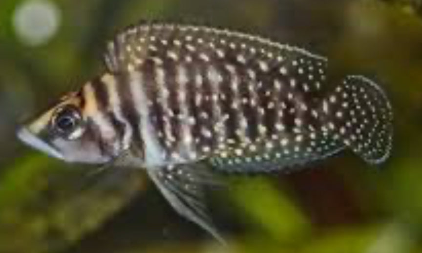Altolamprologus calvus (Black Calvus)