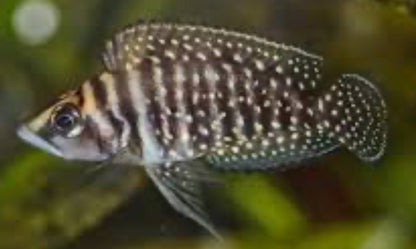Altolamprologus calvus (Black Calvus)