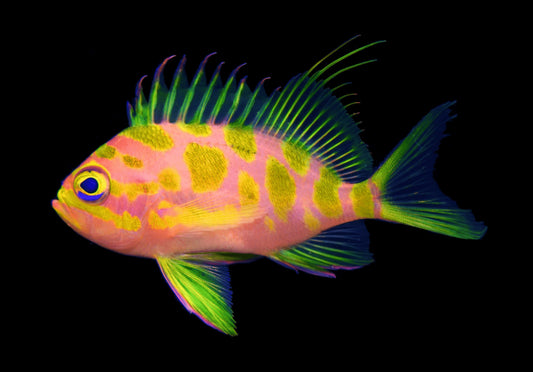 Japanese Borbonias Anthias-SMD