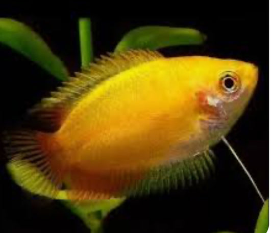 Gold Honey Dwarf Gourami