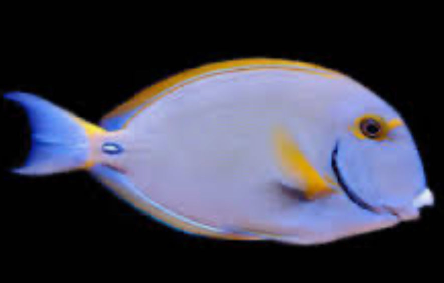Dussumieri Tang