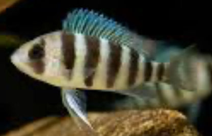 Kigoma 7 Stripe Frontosa 5"-6”