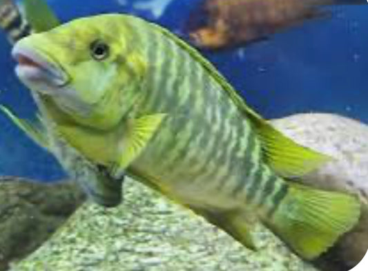 Petrochromis macrognathus kambo green (Wild Adults)