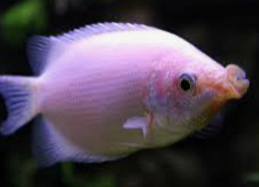 Pink Kissing Gourami