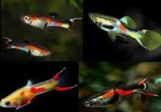 ASSORTED ENDLER