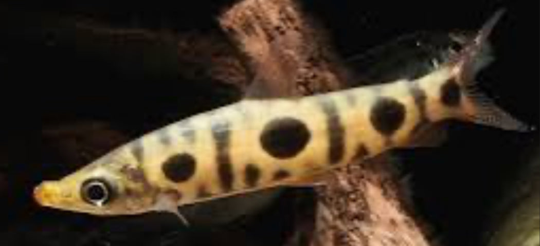 Petulanos spiloclistron (Anostomidae (Headstanders)