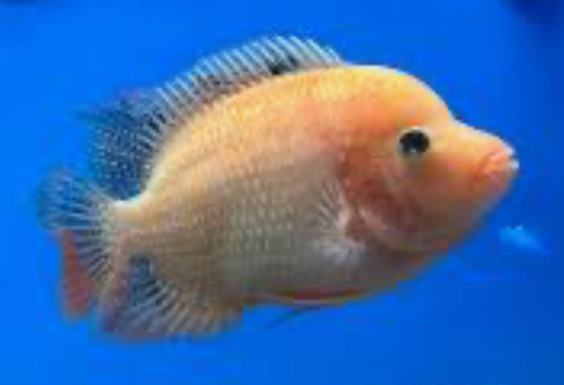 Fenestratus Cichlid (Vieja fenestrata)