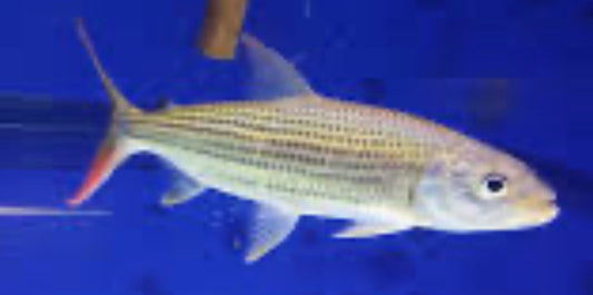 Vittatus African Tiger Fish (Hydrocynus Vittatus)