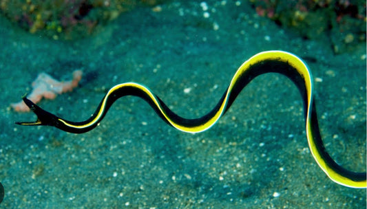 Black Ribbon EEL-LG