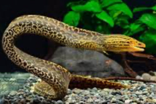 EEL-TIGER MORAY