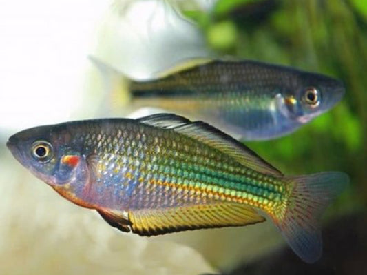 Australian Rainbow