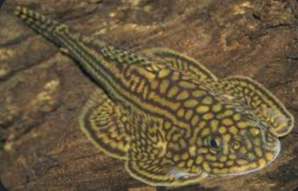 PLECO VIET N GOLD STINGRAY