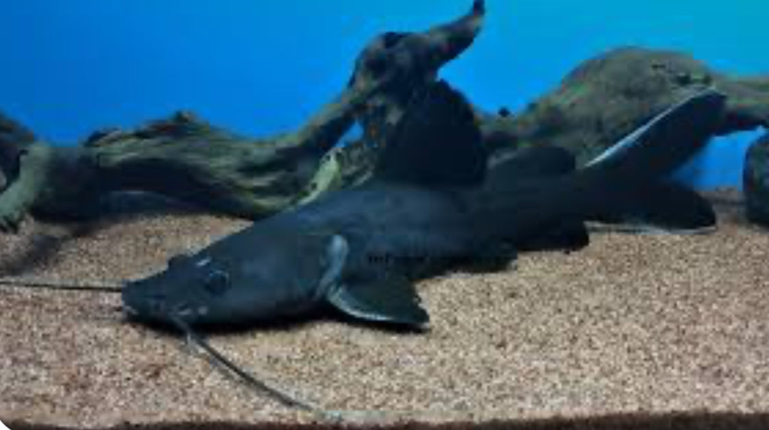 Black Devil Catfish (Hemibagrus Wyckii)10”-12”