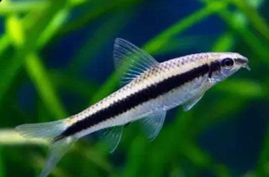 Siamese Algae Eater