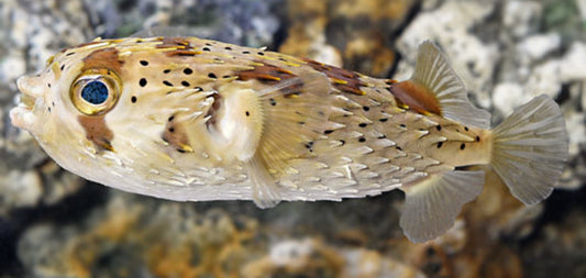 Porcupine Puffer LG